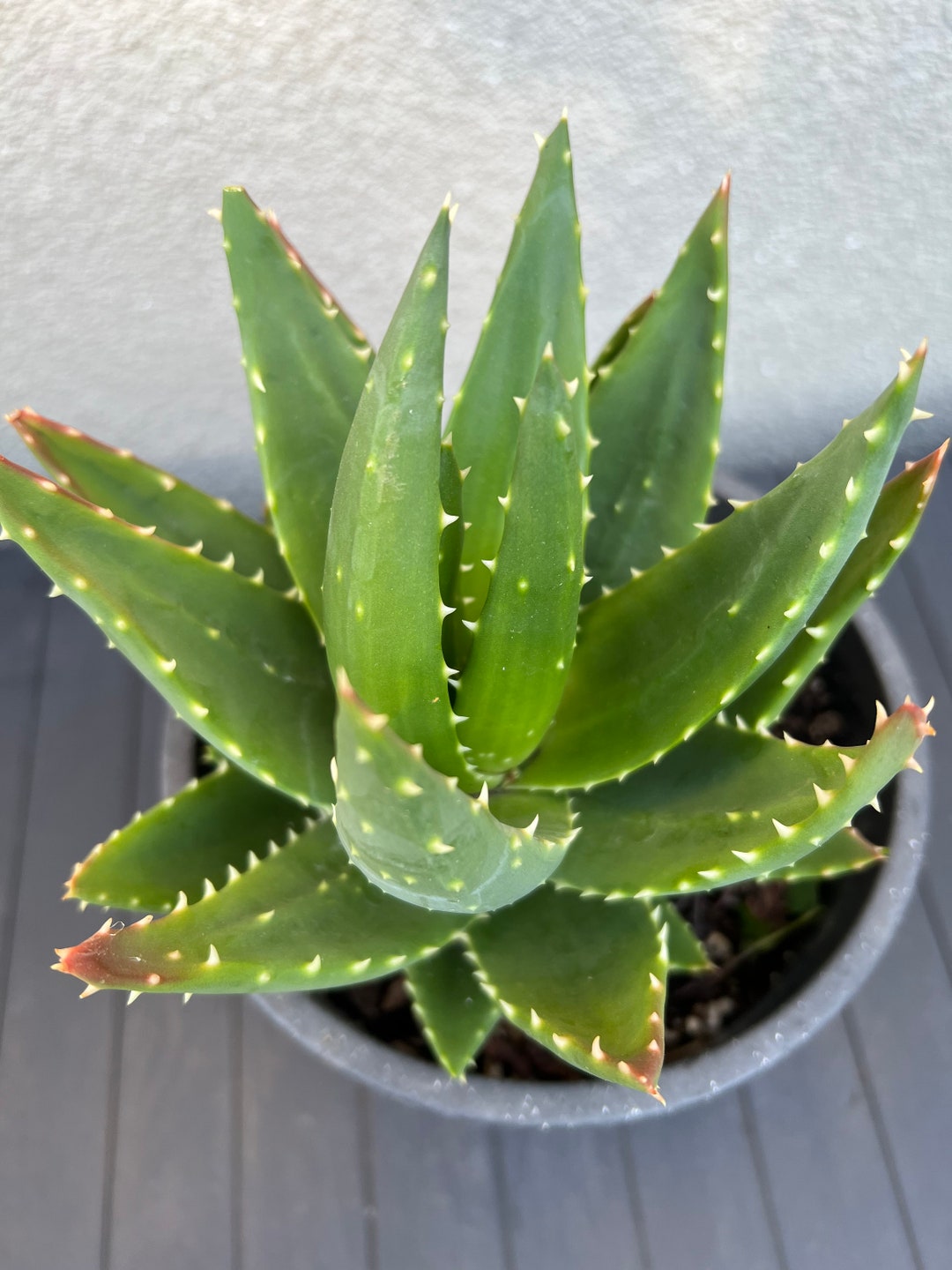 Large Mitre Aloe Plant Growing in a Half Gallon Pot Etsy