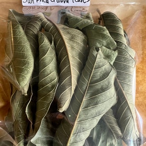 100 Sun dried Guava leaves