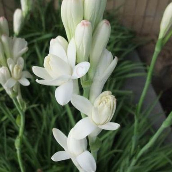 6 White double pearl Tuberoses plants/Forever Fragrant Tuberose
