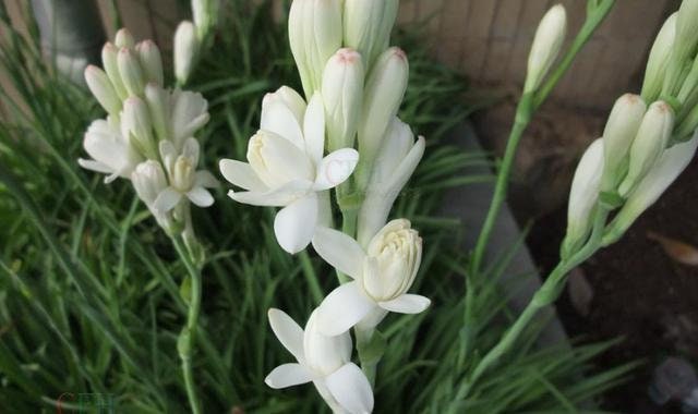 19+ Tuberose Plant For Sale