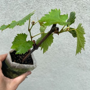 Planta de inicio de uva Kyoho púrpura orgánica bien arraigada/巨峰葡萄苗