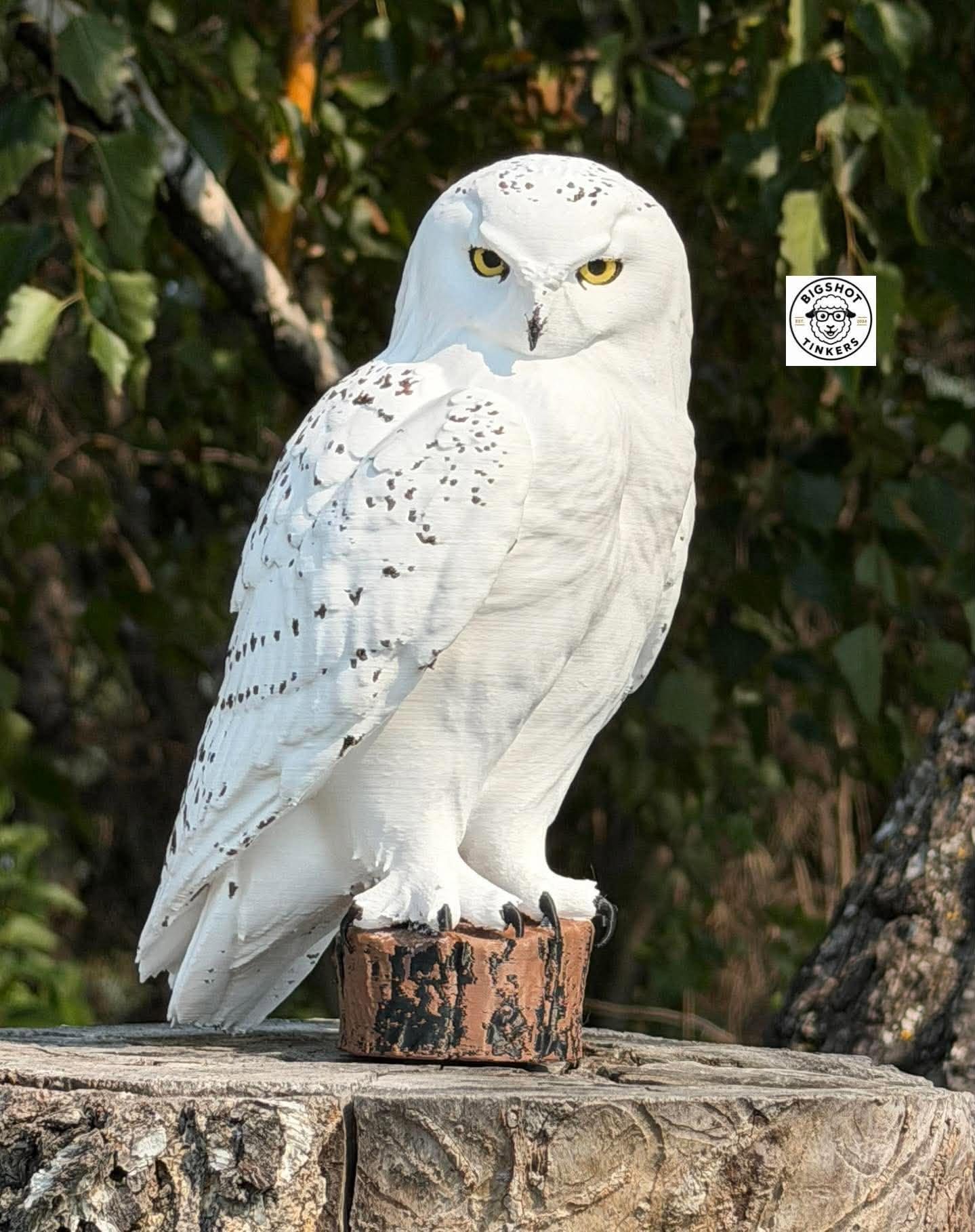 Barn Owl - Etsy Canada