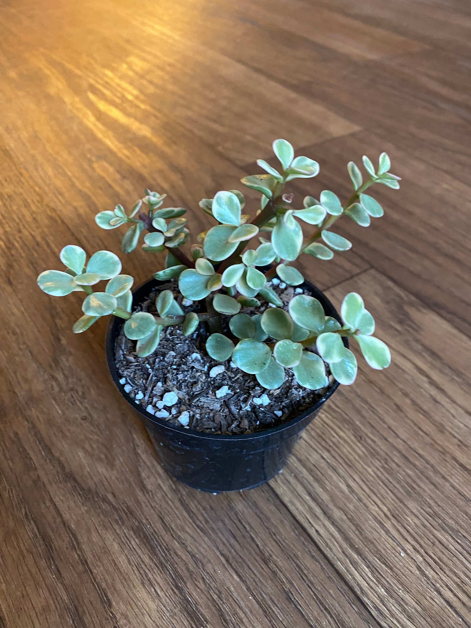 Rainbow Elephant Bush Variegated Portulacaria 1 Plante | Etsy