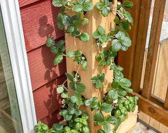 May include: A wooden vertical planter with multiple holes for growing strawberries. The planter is filled with green strawberry plants and white flowers. A smaller wooden planter at the base holds green basil plants.