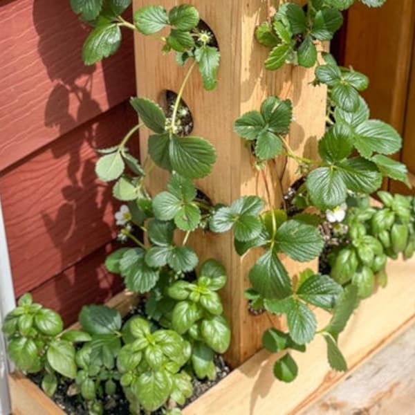 Strawberry Planter Tower Woodworking Plans | Build Plans for DIY Strawberry Planter | Instructions for How to Build a Strawberry Tower