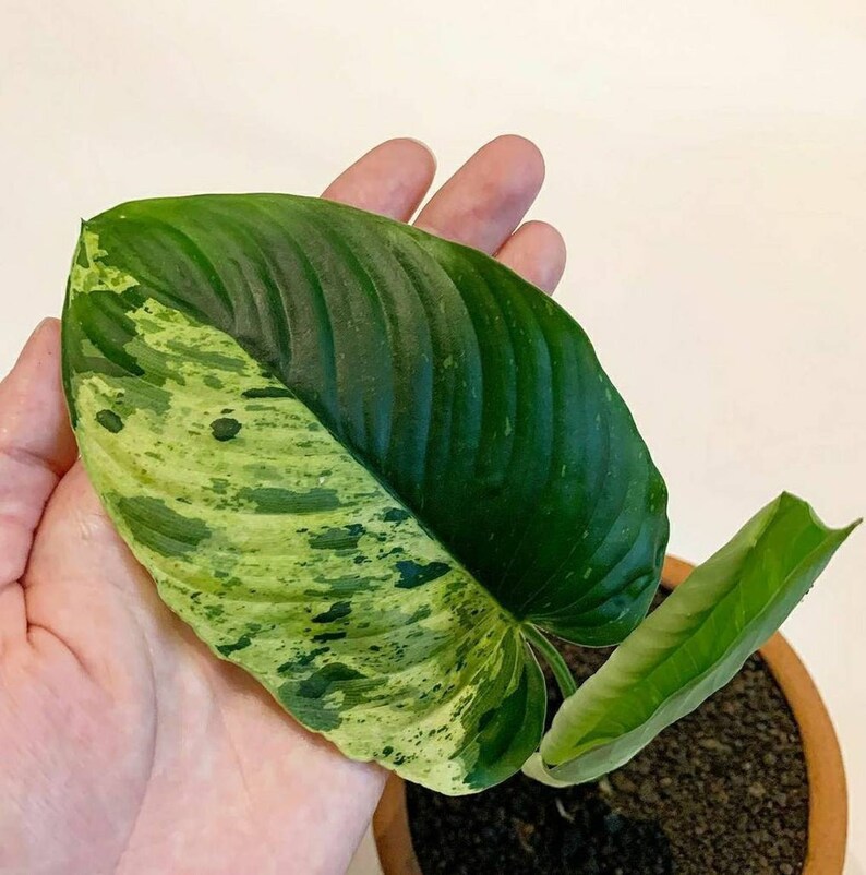 Homalomena Rubescens Variegated | Etsy