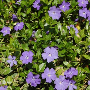 50+ Creeping Myrtle Periwinkle Vinca Minor Vines Flowering Plants Ground Cover FREE SHIPPING!!