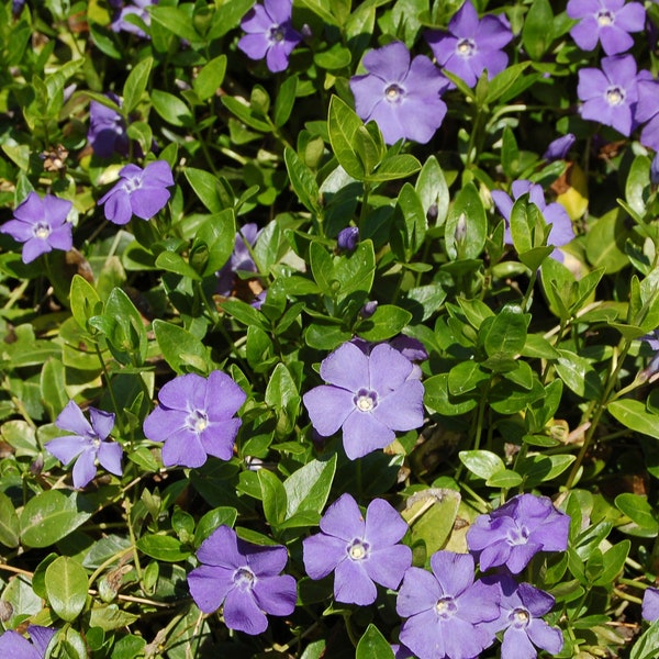 50+ Creeping Myrtle Periwinkle Vinca Minor Vines Flowering Plants Ground Cover FREE SHIPPING!!