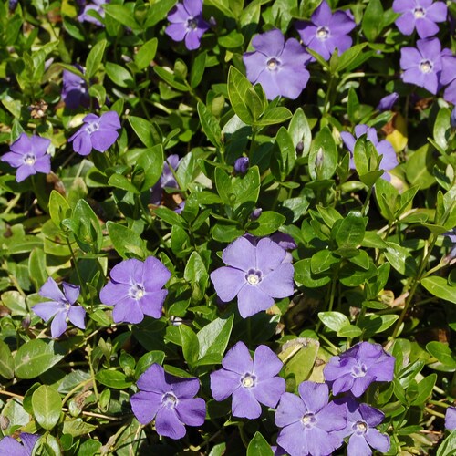 50 Creeping Myrtle Periwinkle Vinca Minor Vines Flowering - Etsy