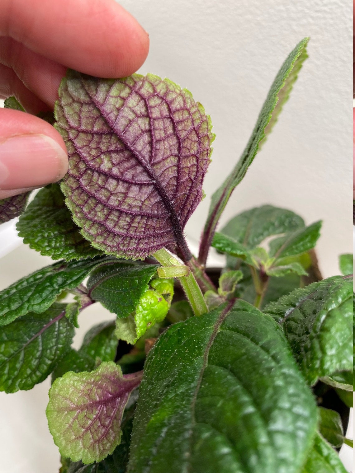 Purple Leaf Swedish Ivy Plectranthus Plant Etsy