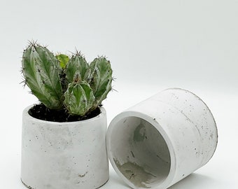 May include: Two white concrete planters, one with a small green cactus plant. The planters have a rough, textured surface.