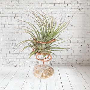 Tumbled Stone Air Plant Holder - Comes with Air Plant.  Plant stand with plant