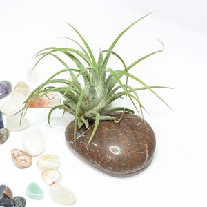 Tumbled Stone Air Plant - Rock Air Plant