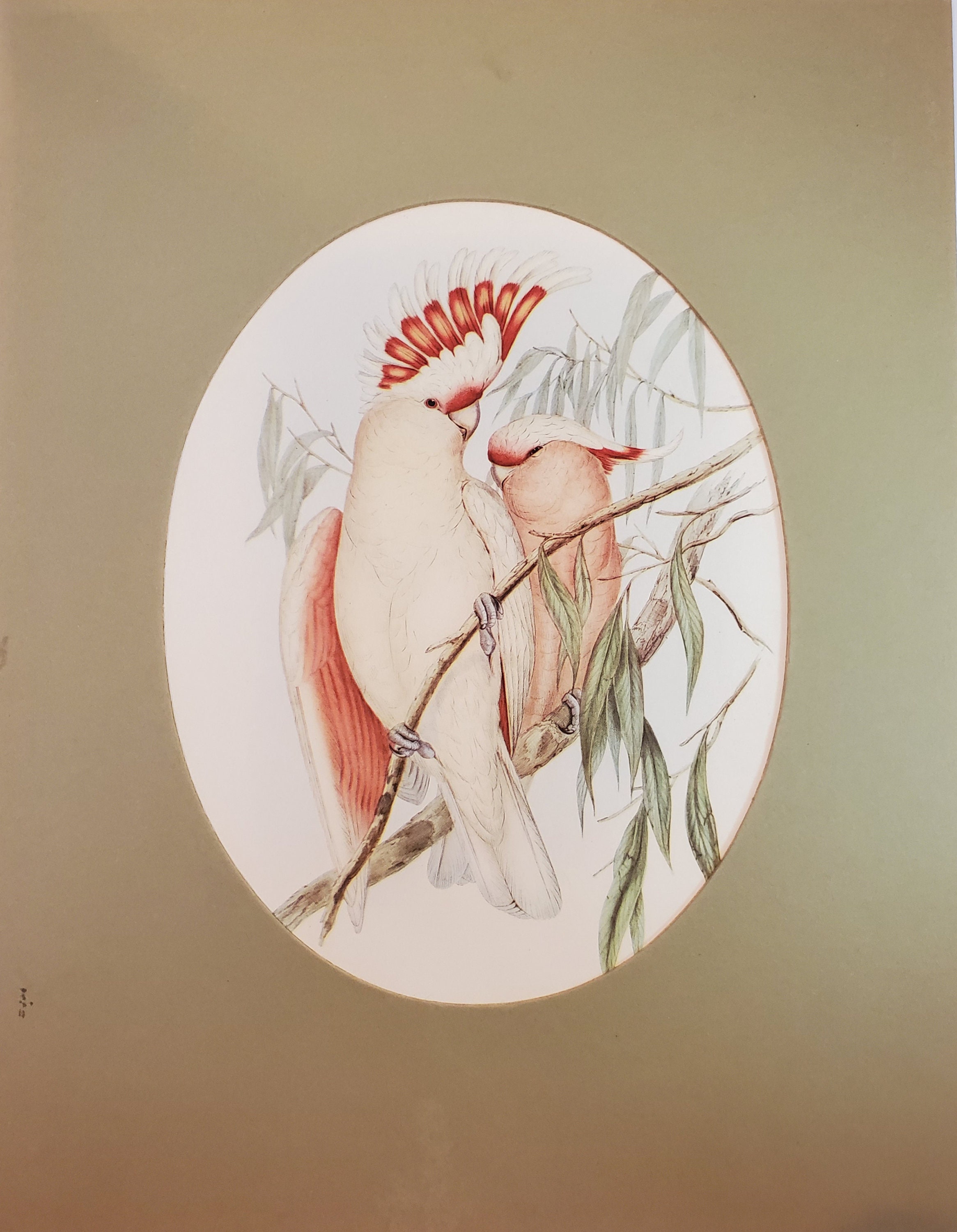 John Gould Lithograph Print Birds, No. 602 Copyright by