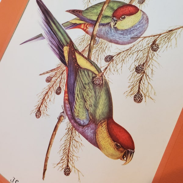 Vintage John Gould Birds Color Litho Print #603, Published by Sidney Z. Lucas, circa 1930s-1940s Parakeet Parrot Tropical Bird