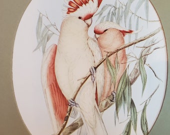 John Gould Lithograph Print Birds, No. 602 Copyright by