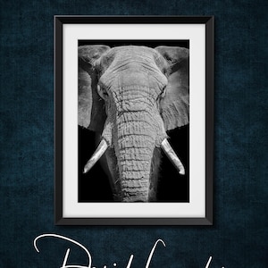 Bull Elephant Portrait, Southern Africa. Black and white wildlife photography print.