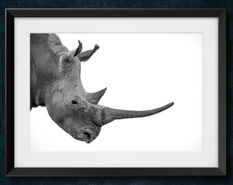 White Rhino profile portrait, South Western Africa.  Black and white, wildlife photography print.