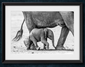 Peut inclure: Tirage encadré en noir et blanc d'un éléphanteau marchant à côté de sa mère. Le petit éléphant, avec sa trompe et ses oreilles, est petit par rapport à l'éléphant adulte. La photo est signée "David Lazenby Photography".