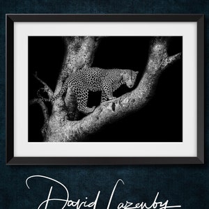 Leopard in a tree, East Africa, black and white wildlife photography print.
