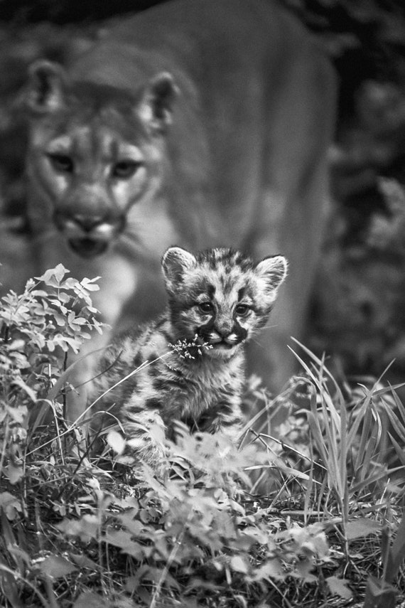 Black 2025 puma cub