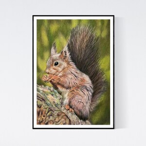 Squirrel Art - Squirrel Print - Squirrel Gifts - Squirrel Decor - Squirrel Wall Art - Squirrel Drawing - Squirrel Picture - Red Squirrel Art