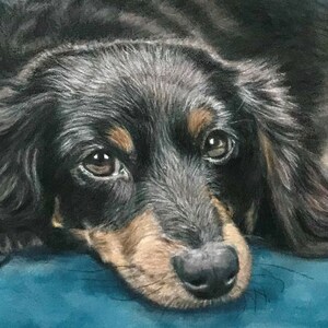 Puede incluir: Retrato detallado de un perro salchicha de pelo largo. El perro tiene pelaje negro con marcas marrones alrededor de los ojos y el hocico. Los ojos del perro son marrones. Est&aacute; acostado sobre una superficie azul.
