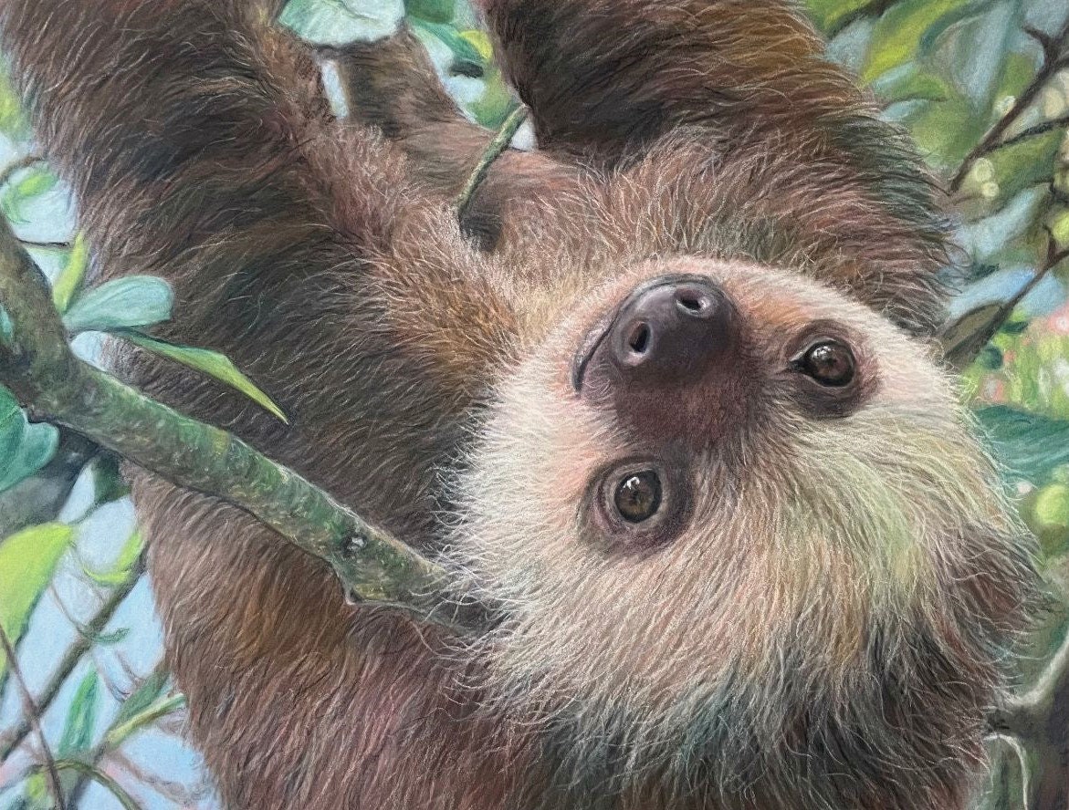 Sloth Art Sloth Print Sloth Art Print Sloth Wall Decor - Etsy