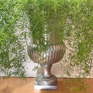 May include: A large, silver urn-shaped planter filled with vibrant green, cascading foliage. The planter has a detailed, ribbed design and sits on a square base. The plant's delicate leaves create a lush, full appearance.