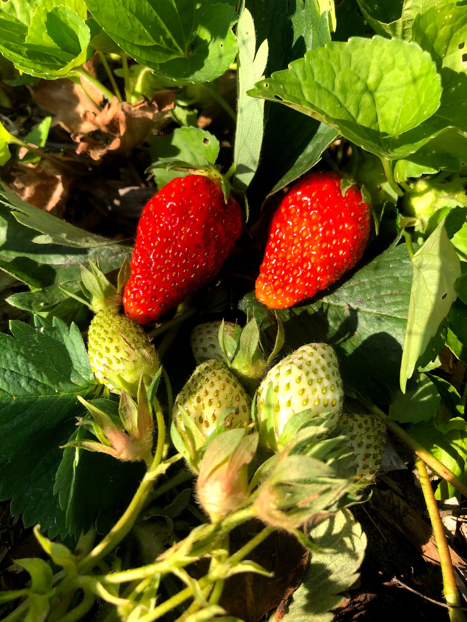 Organic Potted Everbearing Strawberry Live Plant NOT BARE