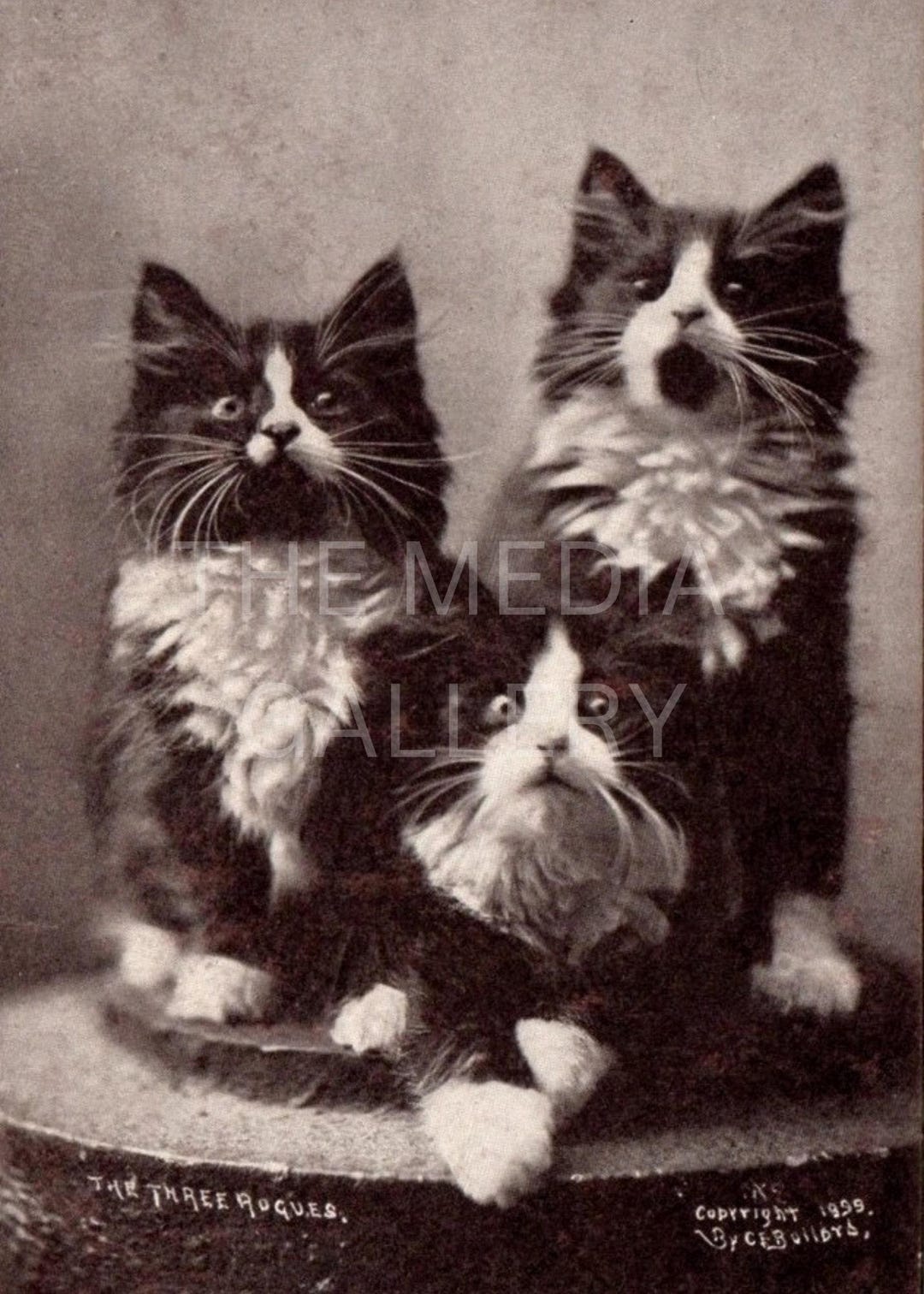 Vintage Three Kittens Photo Print – Antique Cat Photograph - Etsy