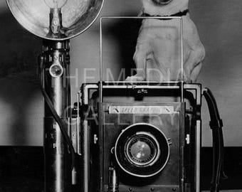 Chihuahua & Camera, 1951 Kennel Show Photo Print, Vintage Dog Lover Gift