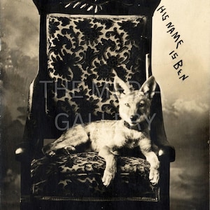 Ben the Coyote Photo Print Wall Art - Coyote Art Print - Antique Photo - Cool Photo - Vintage Old Photo - Cute, Funny Animal - Nursery Art