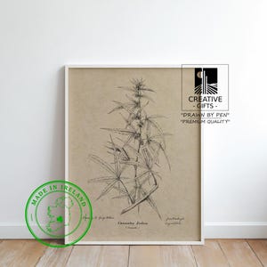 Può includere: Illustrazione botanica incorniciata di Cannabis Indica, disegnata a penna su carta beige. L'opera presenta foglie e boccioli dettagliati, con il nome scientifico della pianta. Il testo include "Disegnato a penna". È visibile un adesivo verde "Made in Ireland".