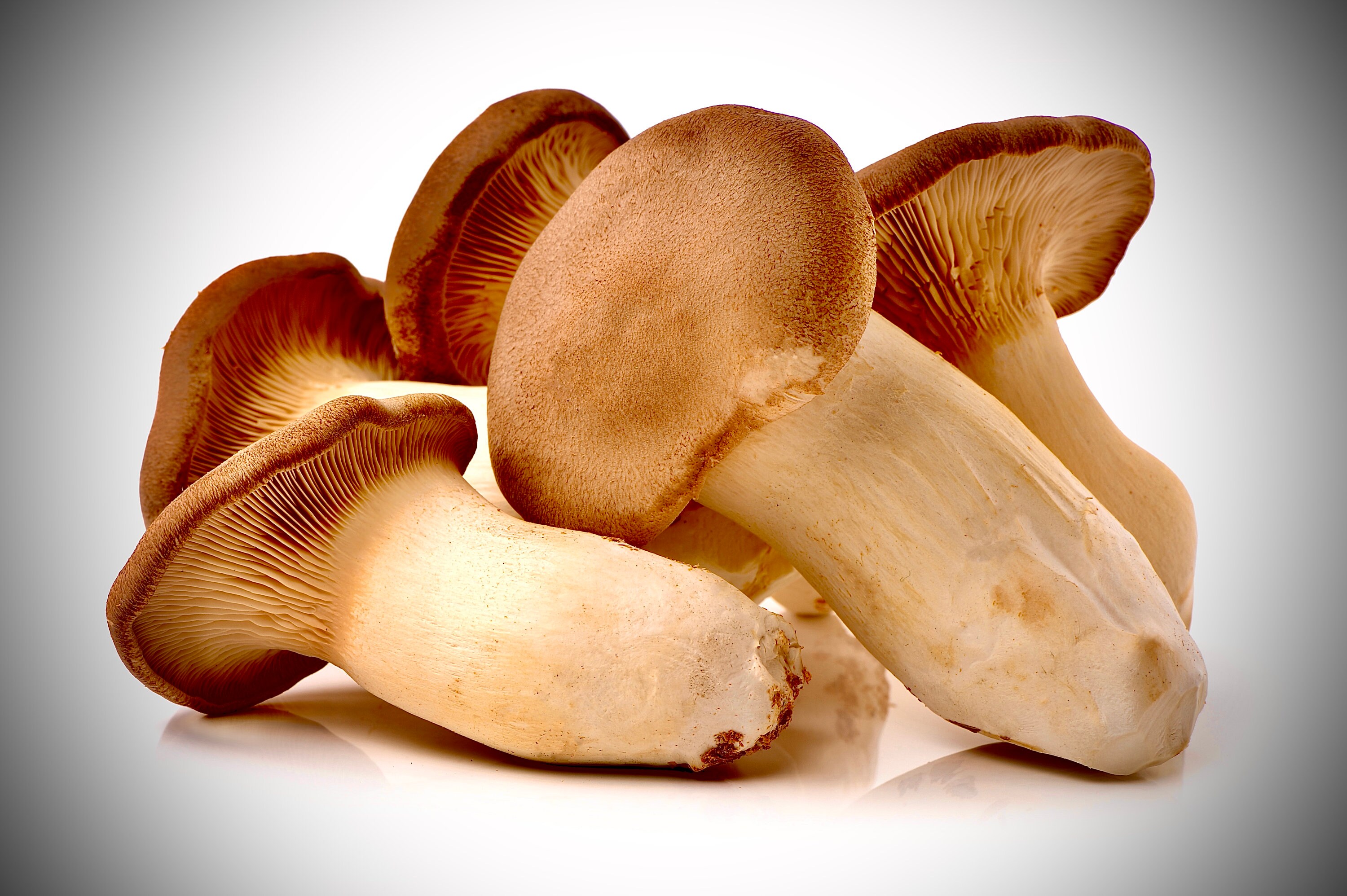 King Oyster pleurotus Eryngii Liquid Mushroom Culture 10ml Etsy Israel