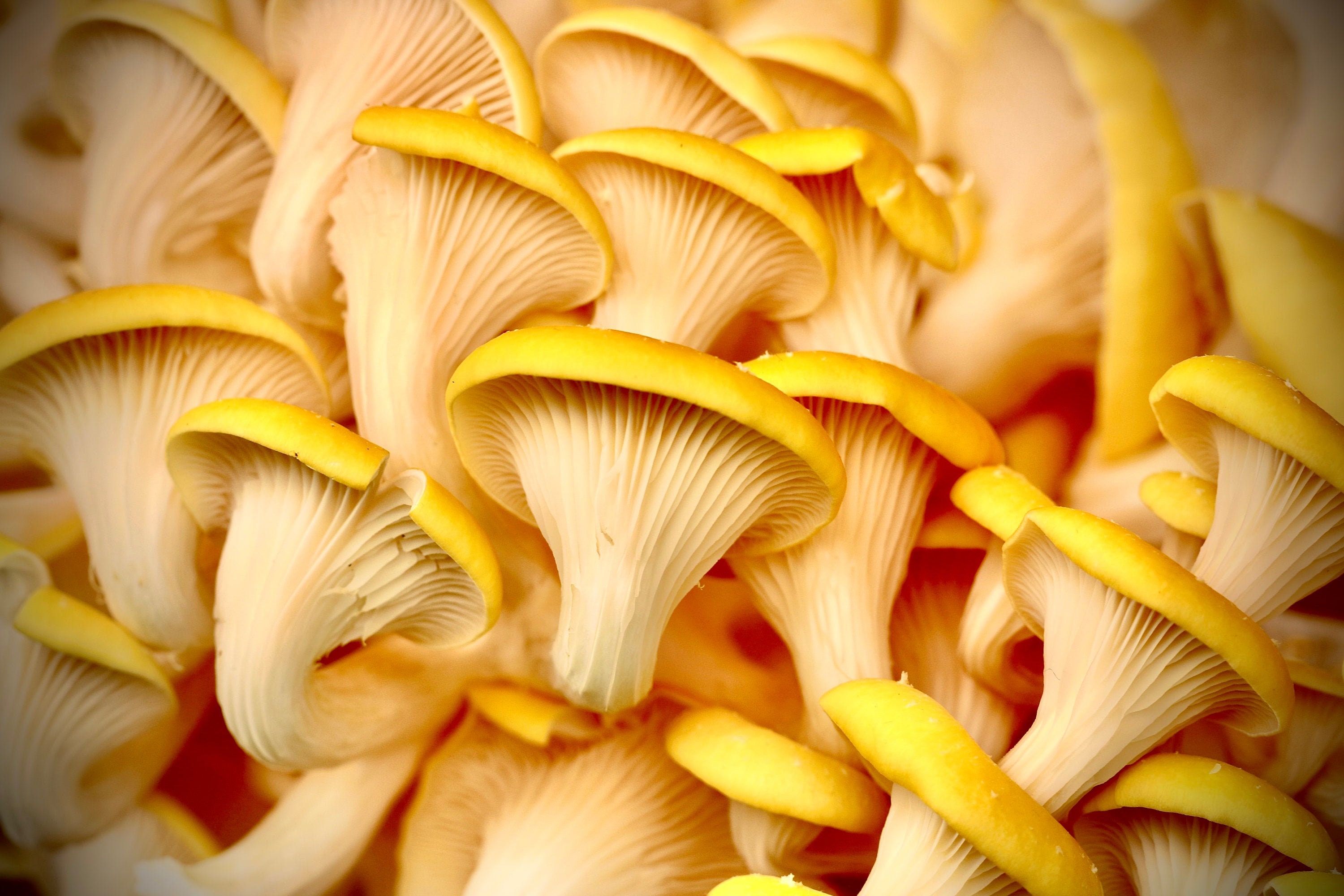 Golden Oyster Mushroom pleurotus Citrinopileatus Liquid Etsy UK