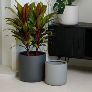 May include: Three potted plants in a room with a black cabinet. The plants are a monstera, a red-edged dracaena, and a smaller plant in a grey pot. The monstera is in a white pot, the dracaena is in a dark grey pot, and the smaller plant is in a light grey pot.