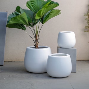 May include: Three white ceramic planters with a green leafy plant in the largest planter. The planters are round and have a smooth, glossy finish.