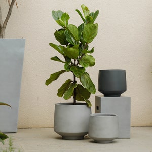 Indoor/Outdoor Large Nordic Minimalist Light Cement/ Concrete Lightweight Round Planter Pot - 15, 11 inch - Fiddle Fig Ficus/Rubber Burgundy