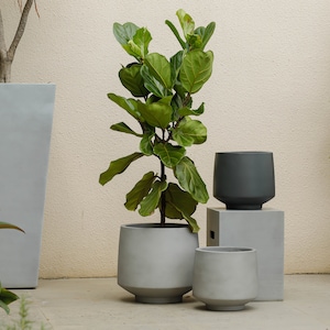 Indoor/Outdoor Large Nordic Minimalist Light Cement/ Concrete Lightweight Round Planter Pot - 15, 11 inch - Fiddle Fig Ficus/Rubber Burgundy