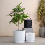 Tree Planters
