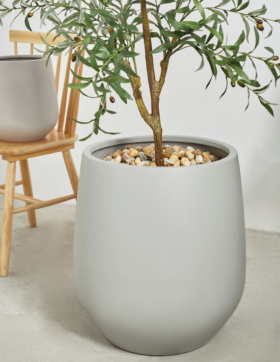 money tree plant for sale Money Tree Plant - 5 Inch Pot main image 0