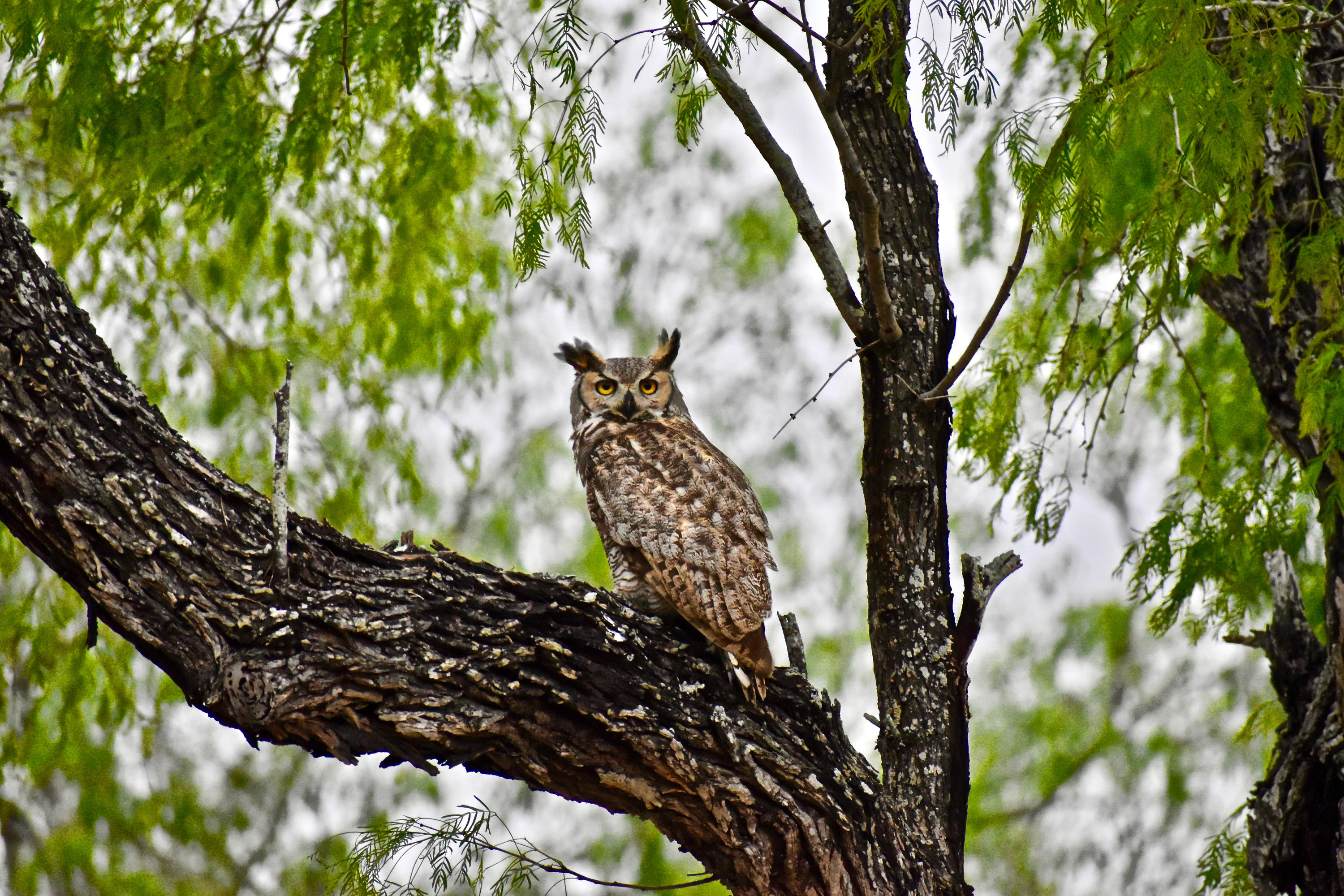 Great Horned Owl South Texas Bird Wildlife Photography Print