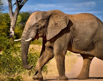 ELEPHANT ON STICK main image 1