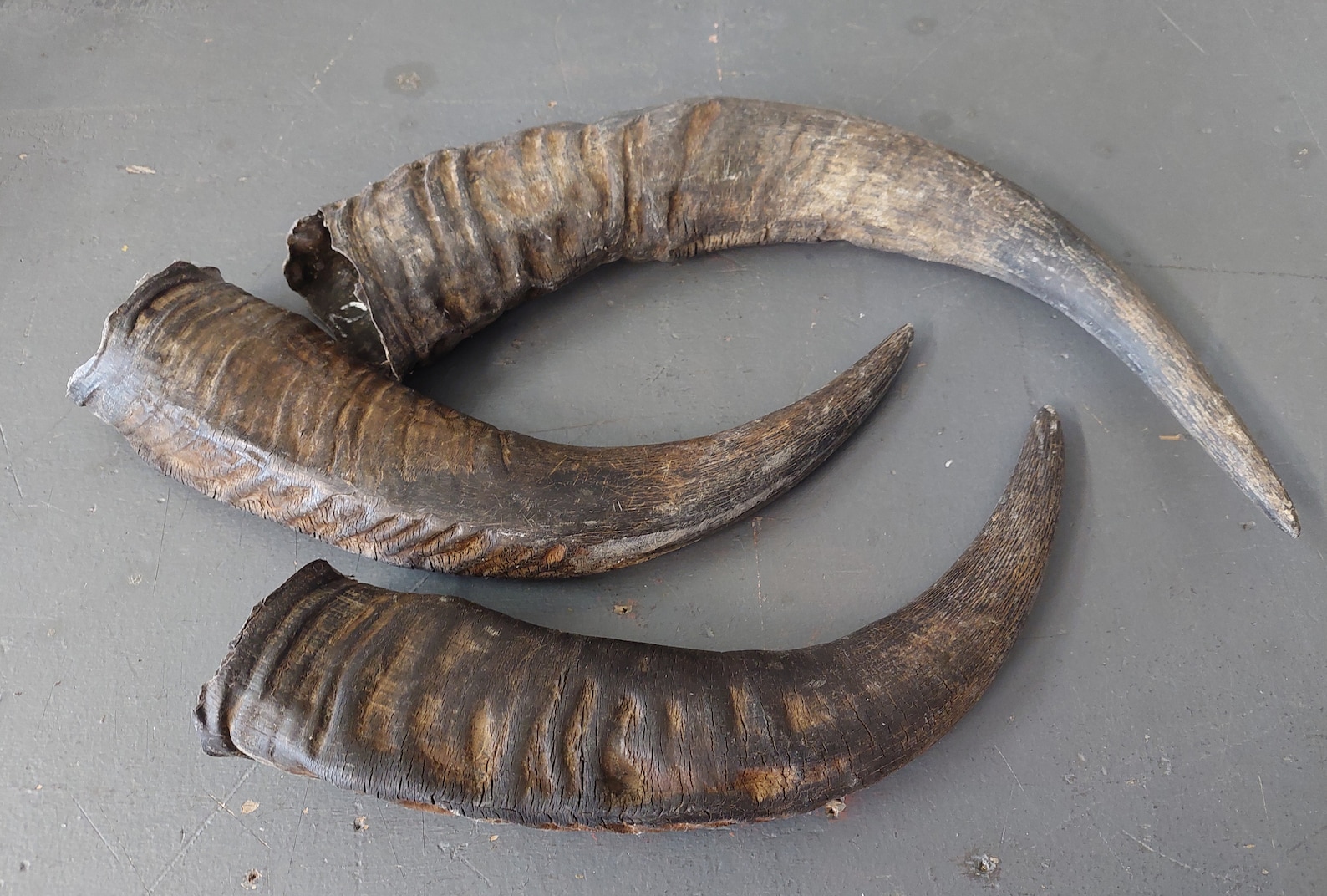 Water buffalo horns natural horns horn Etsy