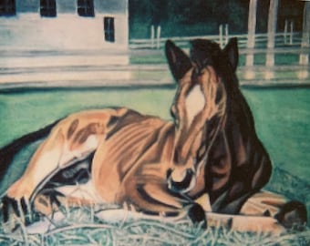 Horse- Tiny Baby Colt