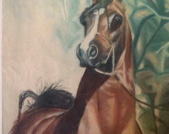Arabian Horse