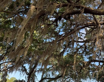 Fresh Florida Spanish Moss