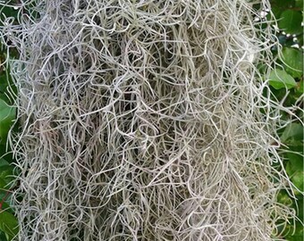 Fresh Florida Spanish Moss