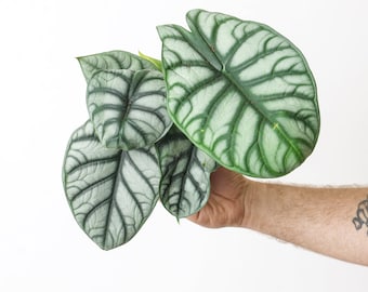 Może przedstawiać: Zbliżenie na srebrzystą i zieloną roślinę Alocasia z dużymi, żyłkowanymi liśćmi. Roślina jest trzymana przez rękę.